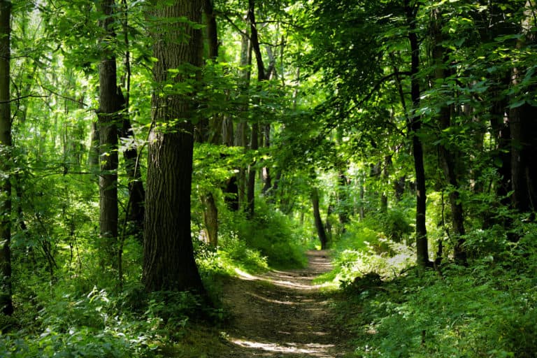 Appalachian Trail